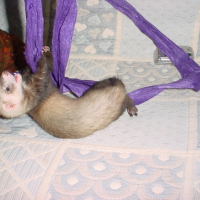 Photo #188244 de Neftis