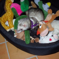 Photo #188250 de Neftis