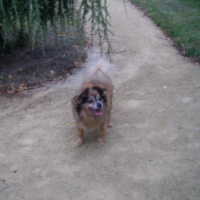 Photo #188262 de Fripon