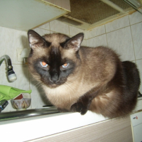 Photo #188293 de Tao