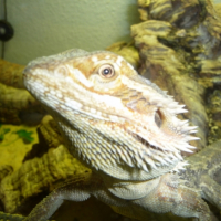 Photo #188295 de Poggy
