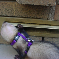Photo #188300 de Neftis