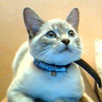 Photo #188340 de Moustik