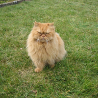 Photo #188359 de Mustan