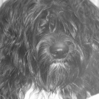 Photo #188363 de Crusty