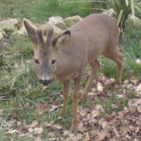 Photo #188436 de Bambi