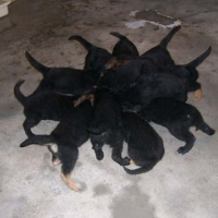 Photo #188450 de Baloo