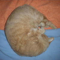 Photo #188514 de Roméo