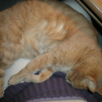 Photo #188523 de Roméo