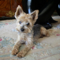 Photo #188541 de Loustic