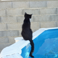 Photo #188589 de Domino