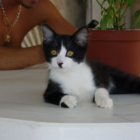 Photo #188592 de Domino
