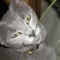 Photo #188638 de Bélunga