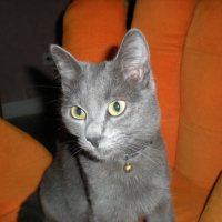Photo #188642 de Bélunga