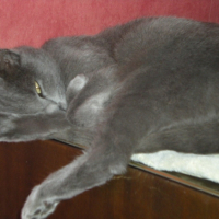 Photo #188644 de Bélunga