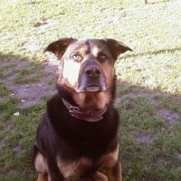 Photo #188646 de Brutus
