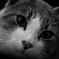 Photo #188659 de Ptit truc