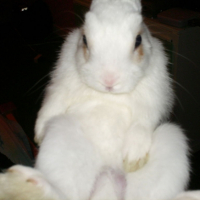 Photo #188682 de Whiter