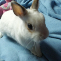 Photo #188683 de Whiter