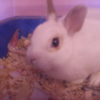 Photo #188684 de Whiter
