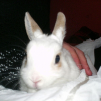 Photo #188687 de Whiter