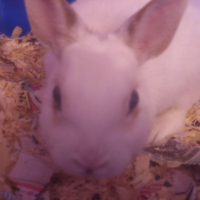 Photo #188690 de Whiter