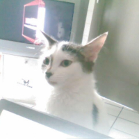Photo #188811 de Syane