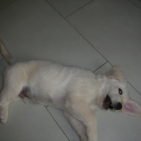 Photo #188830 de Elwood blues