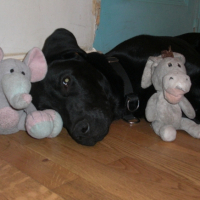 Mes Peluches