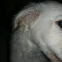 Photo #188833 de Elwood blues
