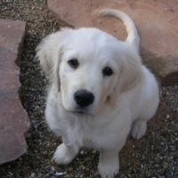 Photo #188838 de Elwood blues
