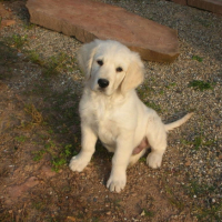 Photo #188845 de Elwood blues