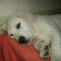 Photo #188907 de Tango