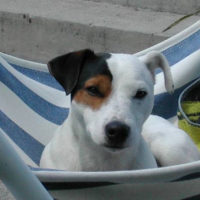 Photo #188912 de Alf