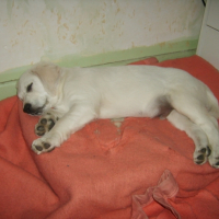 Photo #188915 de Tango