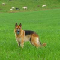 Photo #188928 de Junior