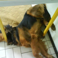 Photo #188960 de Gordon