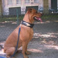 Photo #188967 de Pepsy