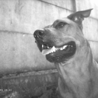 Photo #188970 de Pepsy