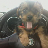 ENZO  QUI CONDUI LA VOITURE