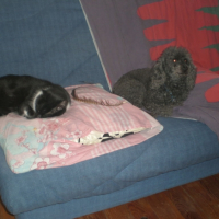 Photo #188981 de Bijou