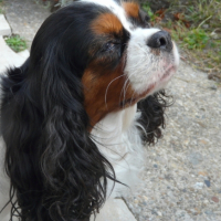 Photo #189012 de Chouchou