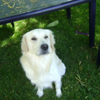 Photo #189015 de Canaille