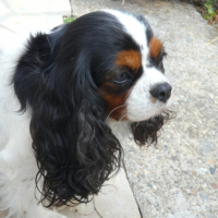 Photo #189016 de Chouchou