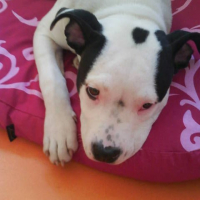 Photo #189040 de Domino