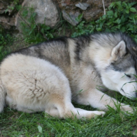 Photo #189052 de Tyson