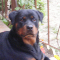 Photo #189075 de Arés