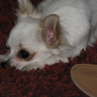 Photo #189092 de Loumia