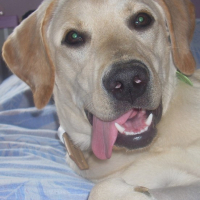 Photo #189096 de Diiezel