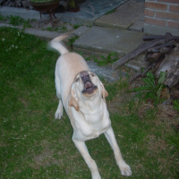 Photo #189097 de Diiezel